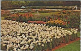 Bermuda Easter Lilies Government Agricultural Station Paget Bermuda Vg Postcard