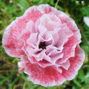 100+ seeds / Double Mixed Shirley Poppy Seeds / Papaver rhoeas / Delicate Lovely Flower/ Cottage Garden Flower / (#S8)B