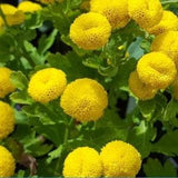 100+  Goldball Chrysanthemum  Flower Seeds-Chrysanthemum Tanacetum Parthenium-Rare Golden Ball Flower -Hard to Find Beautiful Perennial-B429