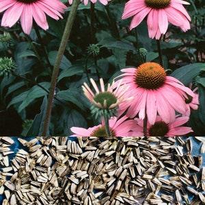 ECHINACEA Flower SEEDS, Organic Medicinal Flower Seeds