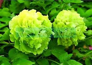 10 POLYPHYLL GREEN TREE PEONY SEEDS - (Paeonia suffruticosa)