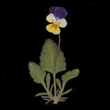 12pcs Pressed Dried Flower  Pansy Flower For Resin Jewelry Craft DIY Card