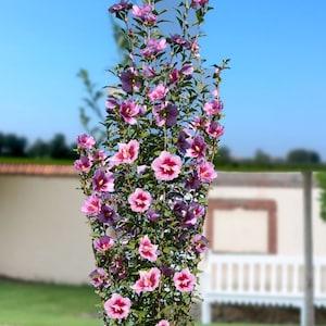 Rose of Sharon Shrub Althea Syrian Hibiscus Flowers 0.5g - 30 Seeds - Hibiscus Syriacus NON GMO