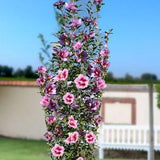 Rose of Sharon Shrub Althea Syrian Hibiscus Flowers 0.5g - 30 Seeds - Hibiscus Syriacus NON GMO