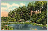 Florida - Water Lilies in Tropical - Vintage Postcard  - Unposted