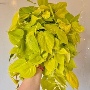 Philodendron Lemon Lime Hedercaceum Cuttings Live plant cutting Vining houseplant