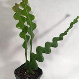 Ric Rac, Zig Zag, Fishbone Orchid Cactus