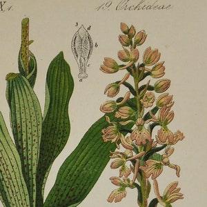Early-Purple Orchid Print - Orchis mascula - Original Antique Botanical Print 1880s (asparagales, orchidaceae, orchidoideae, orchis, pink)