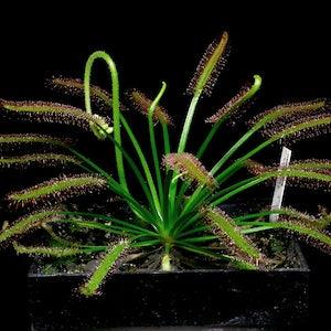 Carnivorous Plant Seeds 20 Cape Sundew