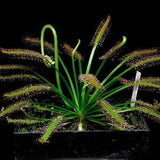 Carnivorous Plant Seeds 20 Cape Sundew