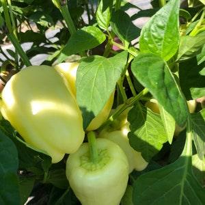 50 seeds Sweet Sunrise Organic Bell Pepper purple and white mix