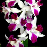 Lc Purple Cascade 'Sweet Beauty' Blooming size cattleya orchid clone. Fragrant beautiful color splash cattleya.