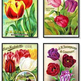 Vintage Seed Catalogue Covers Tulip Bulbs Set of 4 Art Prints Pink Purple Red Yellow Tulips