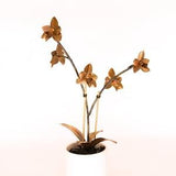 Orchid #5 Copper