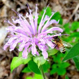 Wild Bergamot Seeds Monarda Fistulosa Also Known as Bee Balm A Native Canadian Wildflower