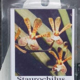 Orchid Staurochilus gibbosicalcar Tropical Hanging Plant