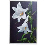 Thor E Gyger Lily Lilium Longiflorum 1488 White Art Flower Floral Postcard Vtg