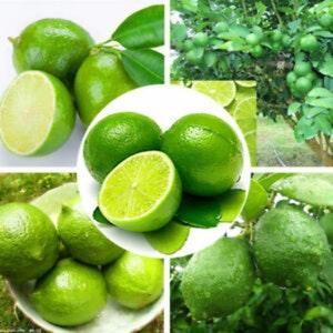 50 Key Lime Tree Seeds Pack, RARE Fruit Seeds for home gardening, Calamansi Calamondin Lime Seeds, Citrus lime seeds, Citrus Aurantifolia