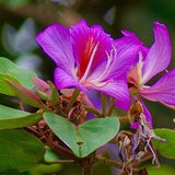 10 Hong Kong Orchid Tree Seeds, Bauhinia Purpurea, Butterfly Tree, Purple Orchid, Hawaiian Phanera BH0110