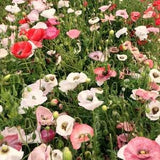 50+ Mother Of Pearl Shirley Poppy Seed Mix /  Flower / Papaver Rhoea / English Garden / Wildflowers