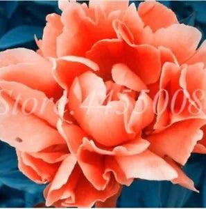 20 SEEDS for little girl orange PEONIES rare flowering exotic plant USA Seller