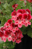 Geranium Growing Guide: Bloom All Season with These Easy Tips! Flower Delivery