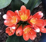 Orange Clivia Miniata Bush Lily Bare Root No Flower Ready To Plant