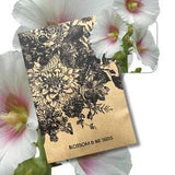 Hollyhock (White) Alcea rosea