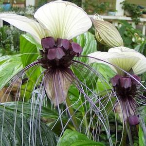 Tacca Nivea - White Bat Flower - Bat Head Lily
