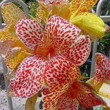 84 ??? Canna 5 Canni Lilia Seeds Seed Zaden