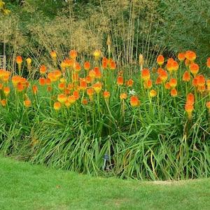 Kniphofia Rooperi - Stunning Red Hot Poker - 10 Seeds - Tropical Perennial