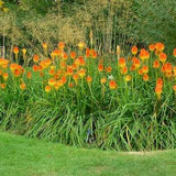 Kniphofia Rooperi - Stunning Red Hot Poker - 10 Seeds - Tropical Perennial