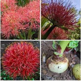 1 BULB BLOOD FIRE LILY SCADOXUS MULTIFLORUS HAEMANTHUS RHIZOME FLOWER RARE PLANT
