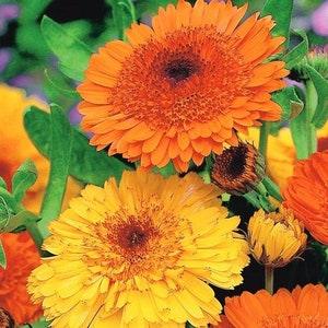 Marigold Deja Vu Flowers 2g / 100 Seeds - Calendula Officinalis NON GMO