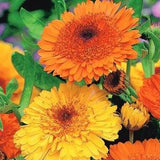 Marigold Deja Vu Flowers 2g / 100 Seeds - Calendula Officinalis NON GMO