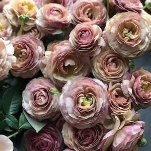 15 seeds Lovely F1  Rosanne Brown Lisianthus