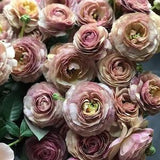 15 seeds Lovely F1  Rosanne Brown Lisianthus