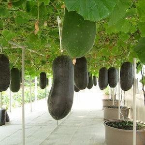 20 Seeds Benincasa Hispida Wax Gourd Winter Melon White Ash Pumpkin Vegetable