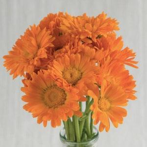 25+ seeds / Alpha Organic Calendula Seed /  Calendula officinalis / (#99)