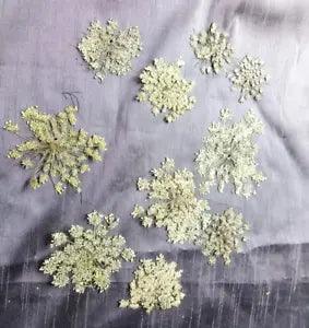 Queen Anne's Lace 9 Pressed Blooms White Green Crafts