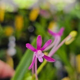 Vanda falcata 'Magenta Queen' x Vanda falcata 'Purple Angel' Blooming size miniature vanda orchid plant. Small fragrant beautiful blooms