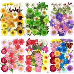 Pressed Flowers Small Dried DIY Preserved Flower Decoration