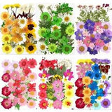 Pressed Flowers Small Dried DIY Preserved Flower Decoration