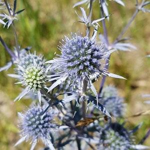 BLUE Alpine Sea Holly Seeds Canada, Rare Perennial Flower, Eryngium Alpinum Eringos, Tough Cold Hardy Plant, Real Blue Flowers
