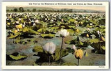 Mississippi - Beautiful View of Lily Pond - Vintage Postcard - Unposted