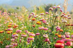 Helichrysum bracteatum (Everlasting Flower) Flower Delivery