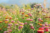 Helichrysum bracteatum (Everlasting Flower) Flower Delivery