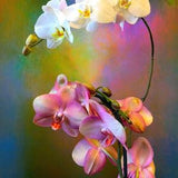 orchid,floral decor,large flower art,botanical wall art,flower photography,home d???cor,orchid spray,photo print,nature,flowers,flower art