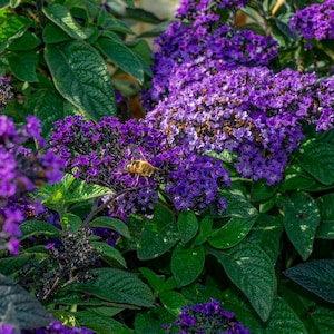 HELIOTROPE VANILLA FLOWER Seeds - Princess Marina / An Oldie / Garden Heliotrope Attract Bees Butterflies and Smiles like Vanilla in Garden