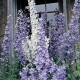 141/1128 Chimney Bell Flower Seeds*Bellflower*Campanula pyramidalis*Scented Blue White Mix Plants*1st Yr Flowering Garden Perennial*